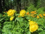 Trollius asiaticus. Верхушка цветущего растения (форма с более светлой окраской околоцветника на фоне растений с нормально окрашенными цветками). Томская обл., окр. г. Томск, лесной луг. 05.06.2009.