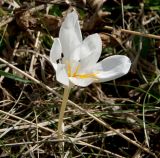 Crocus speciosus