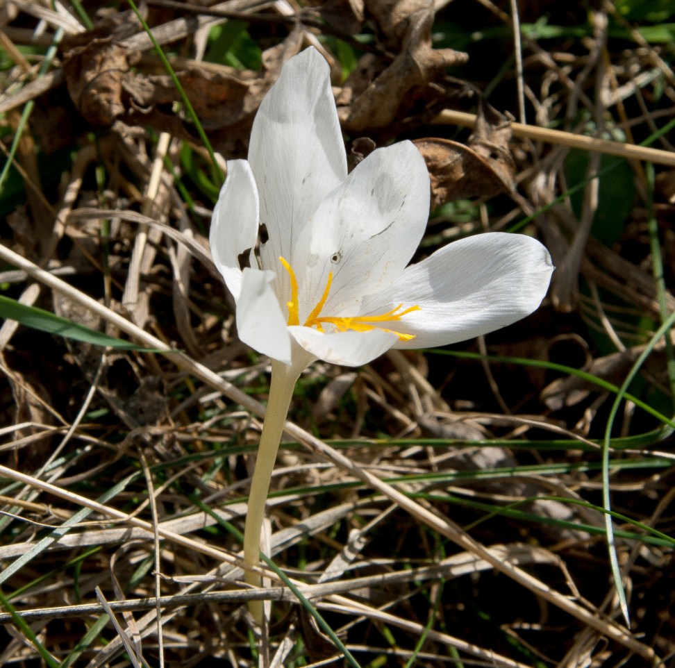 Изображение особи Crocus speciosus.