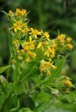 Senecio propinquus