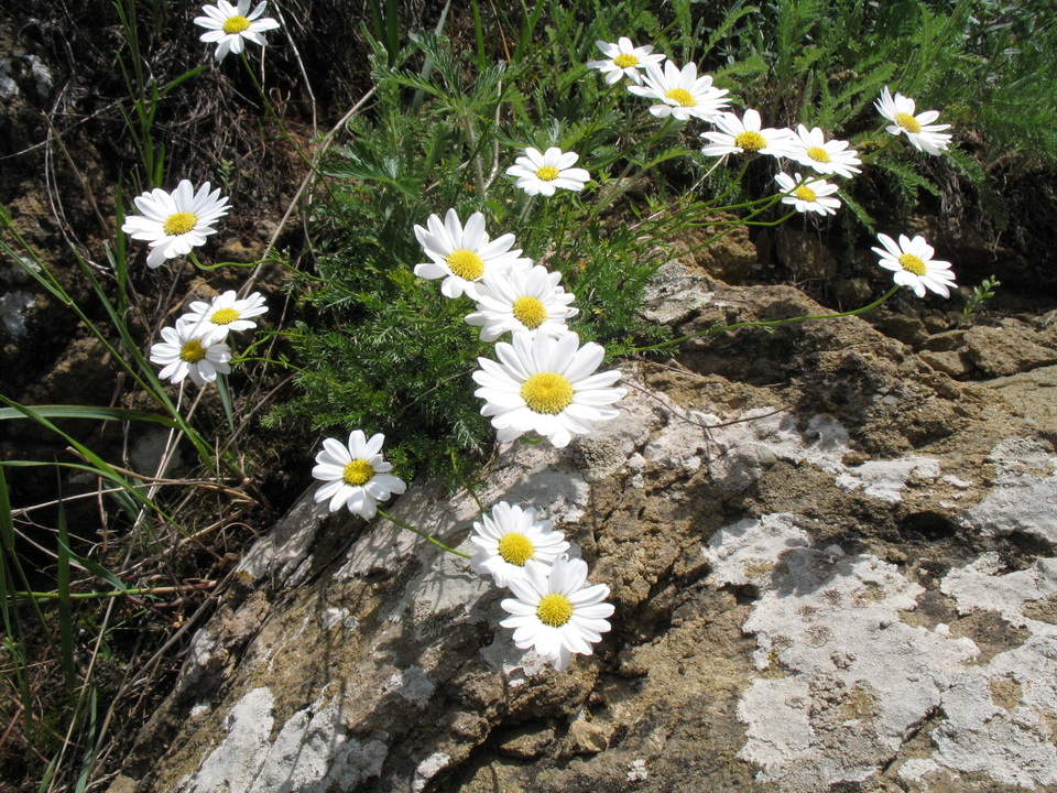 Image of Richteria tianschanica specimen.