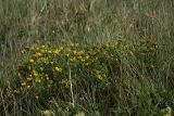 Chamaecytisus austriacus. Цветущее растение на злаковом участке степи. Белгородская обл., окр. пос. Борисовка, Острасьев Яр. 30.06.2009.