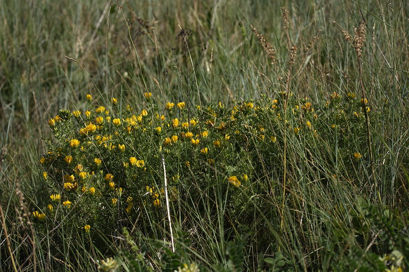 Image of Chamaecytisus austriacus specimen.