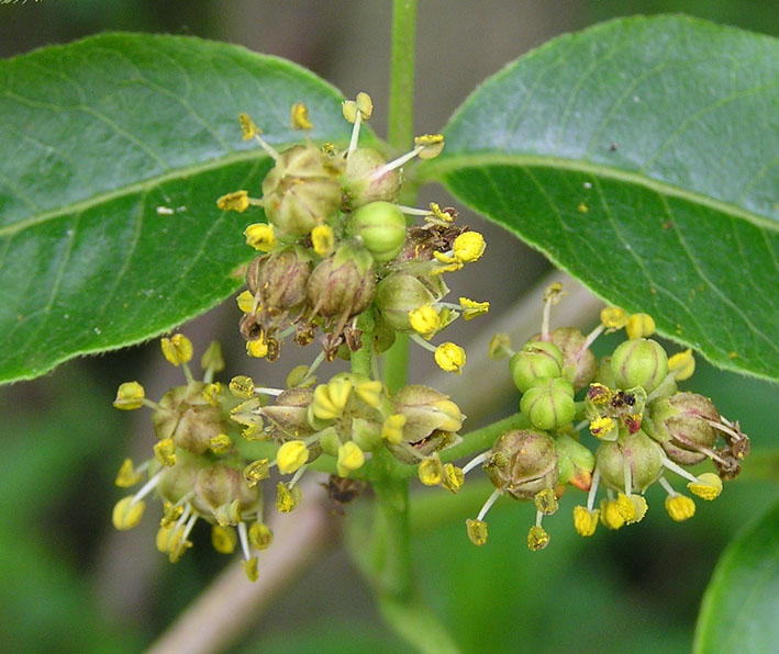 Изображение особи Phellodendron amurense.