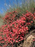 Ephedra distachya