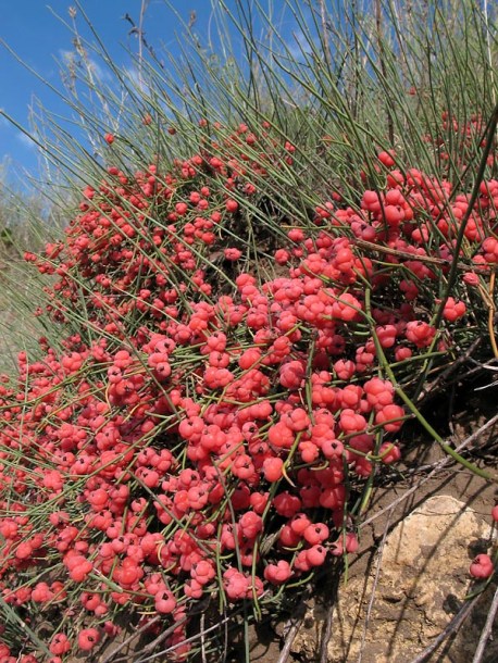 Изображение особи Ephedra distachya.