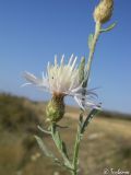 Centaurea caprina