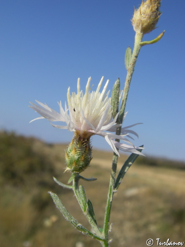 Image of Centaurea caprina specimen.