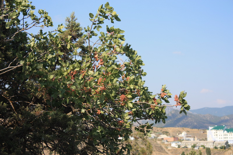 Image of Pistacia vera specimen.