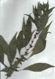 Parietaria officinalis