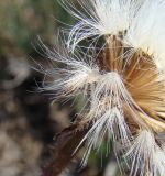 Crepis foetida