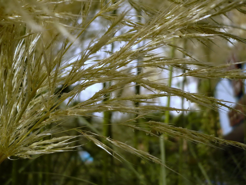 Image of Cortaderia selloana specimen.