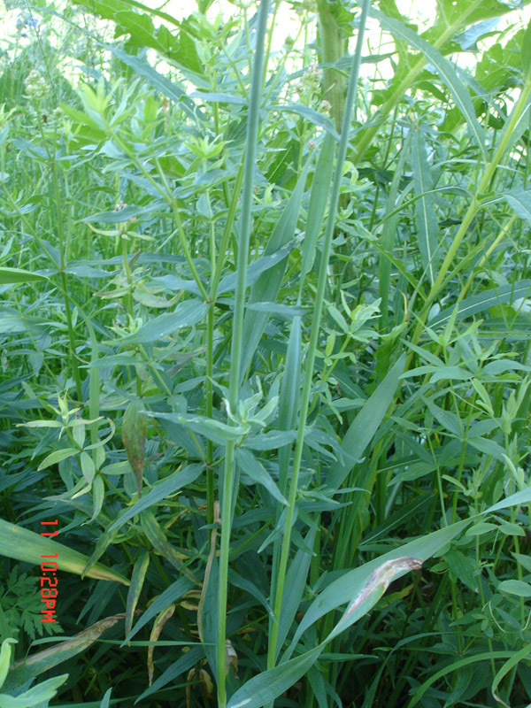 Image of Allium amblyophyllum specimen.