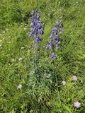 Aconitum baicalense