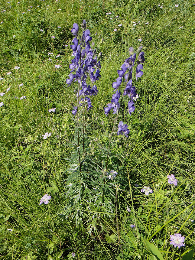 Изображение особи Aconitum baicalense.