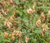 Astragalus mongholicus