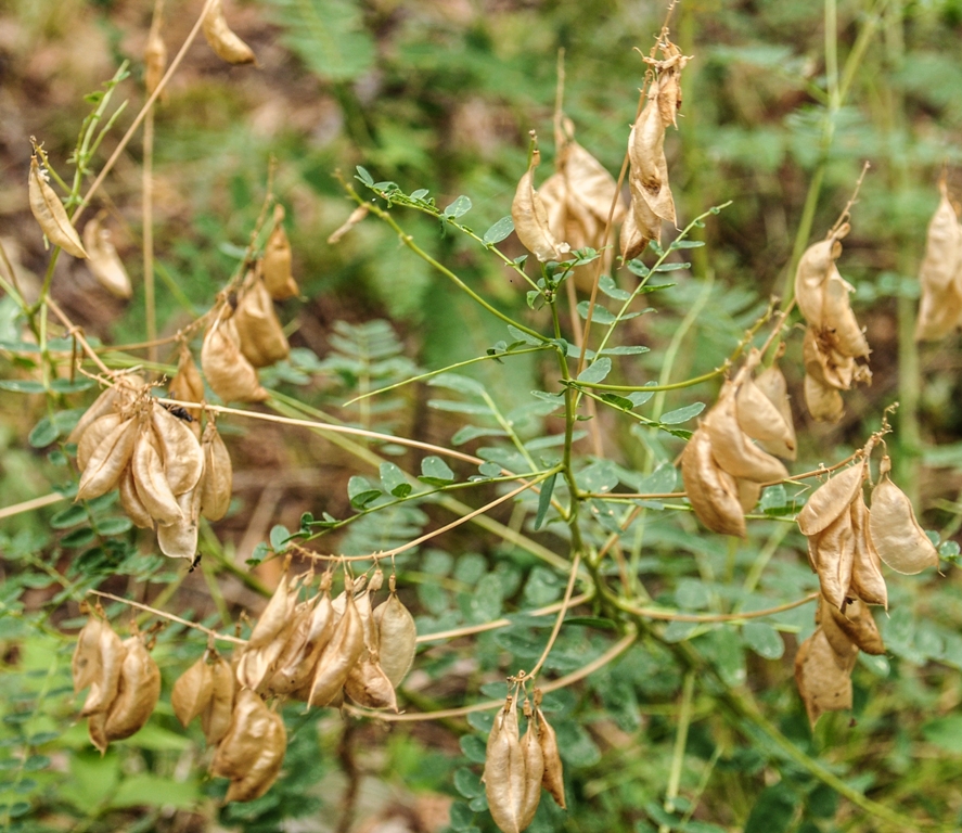 Image of Astragalus mongholicus specimen.