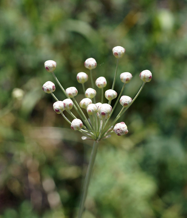 Image of Hyalolaena bupleuroides specimen.