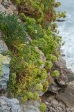 Crithmum maritimum. Плодоносящие растения на прибрежной скале. Черногория, г. Будва, Старый Город. 06.10.2014.