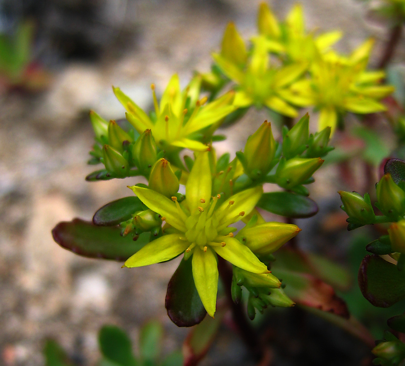 Изображение особи Aizopsis hybrida.