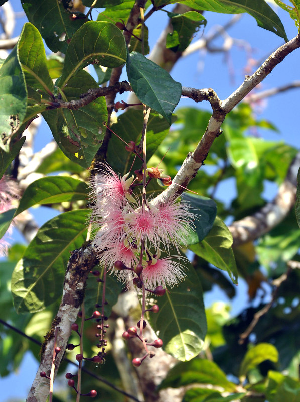 Изображение особи Barringtonia racemosa.