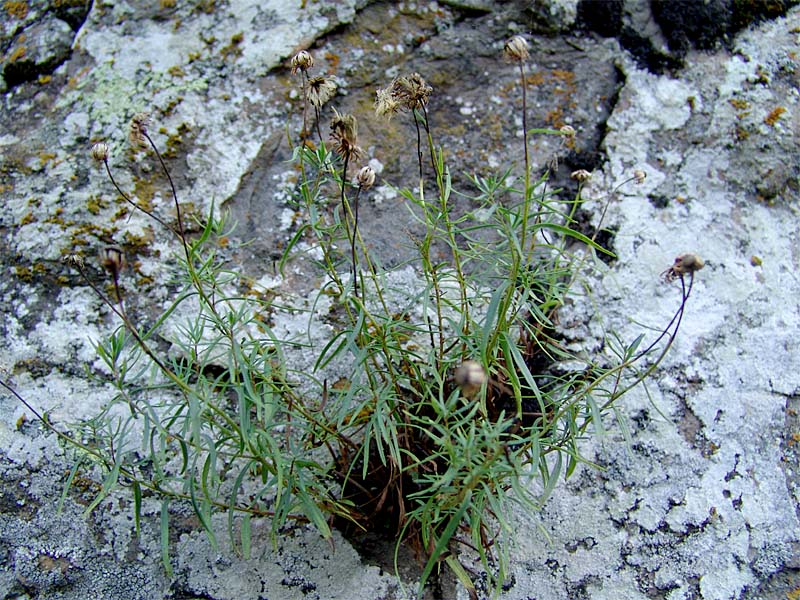 Image of Kemulariella rosea specimen.