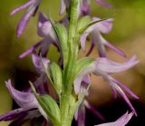 Image of taxon representative. Author is Лариса Крайник