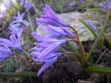 Chionodoxa luciliae. Зацветающее растение. Ленинградская обл., Всеволожский р-н, окр. пос. Куйвози, садоводство, в культуре. 19.04.2015.
