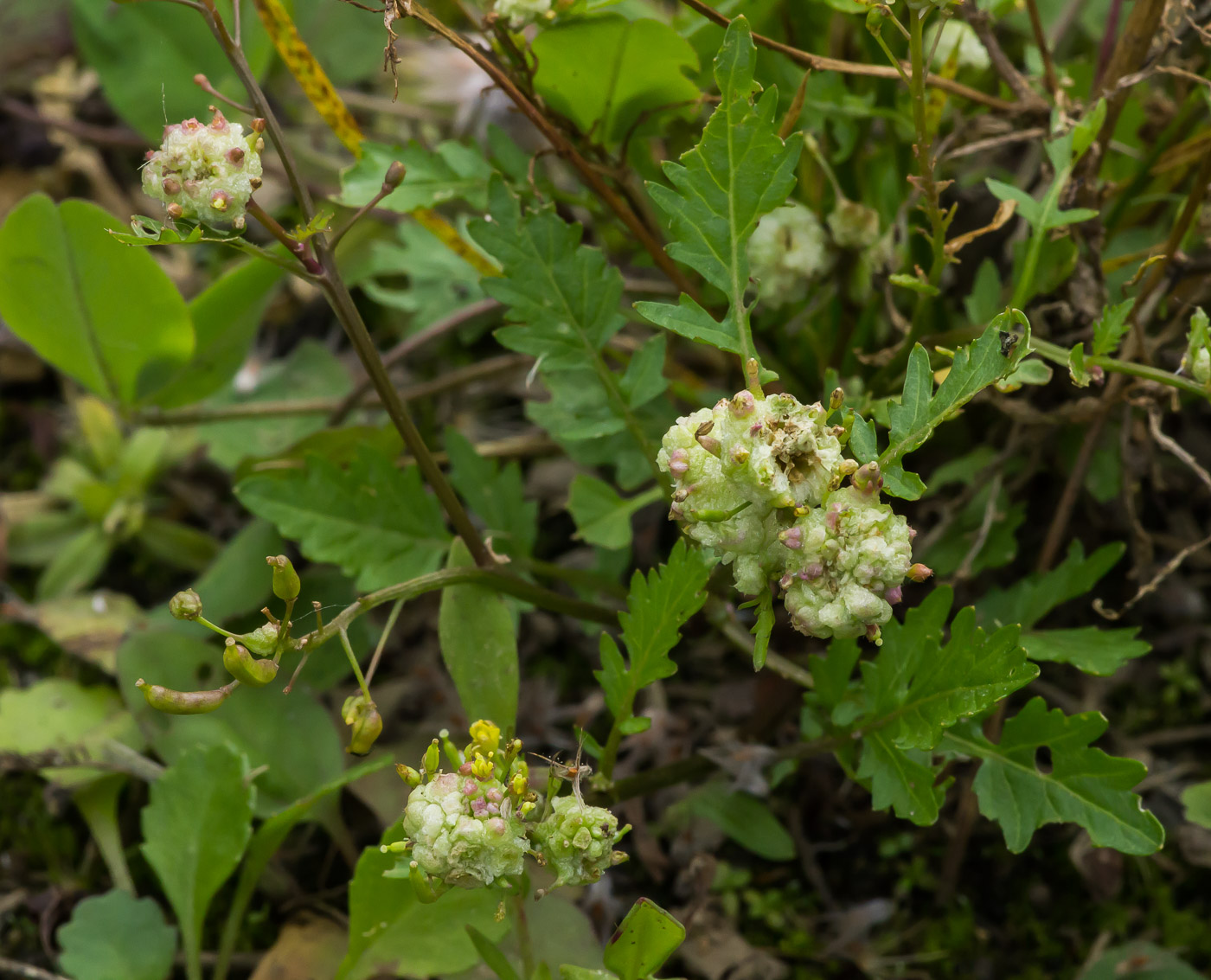 Изображение особи Rorippa palustris.