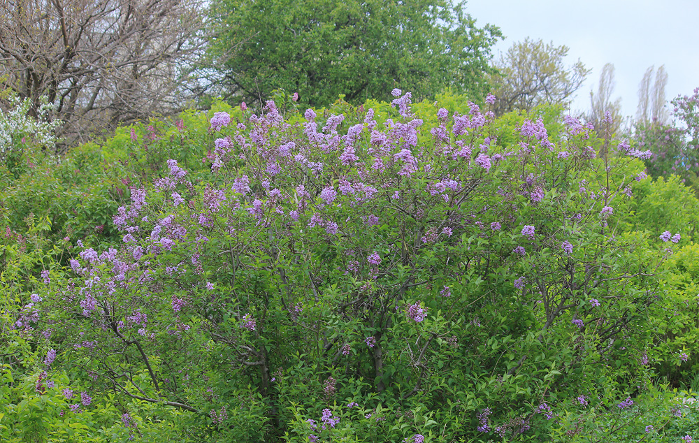 Изображение особи Syringa persica.