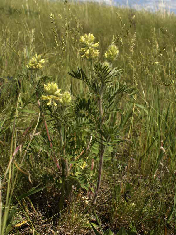 Изображение особи Oxytropis pilosa.