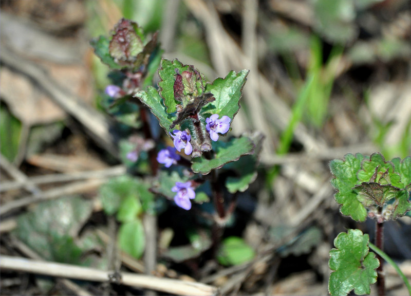 Изображение особи Glechoma hederacea.