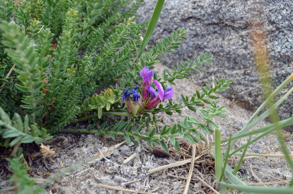 Image of Oxytropis chiliophylla specimen.