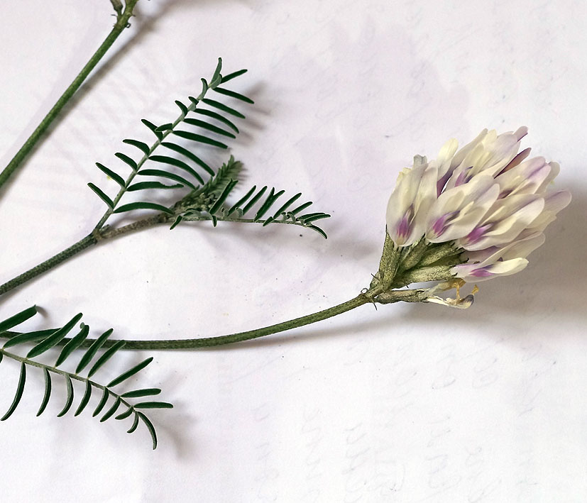 Image of Astragalus karkarensis specimen.