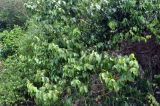 Salacia chinensis. Ветви плодоносящего дерева. Таиланд, остров Тао, прибрежный лес. 26.06.2013.