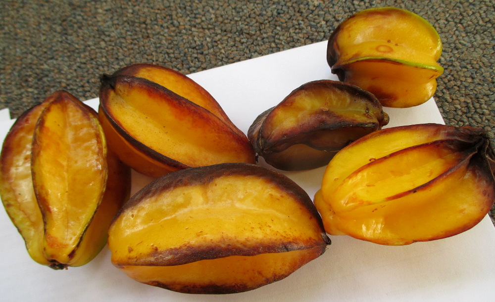 Image of Averrhoa carambola specimen.