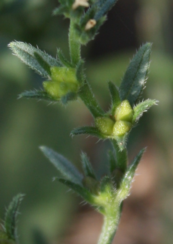 Image of Buglossoides arvensis specimen.