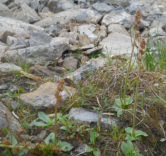 Image of Micranthes hieraciifolia specimen.