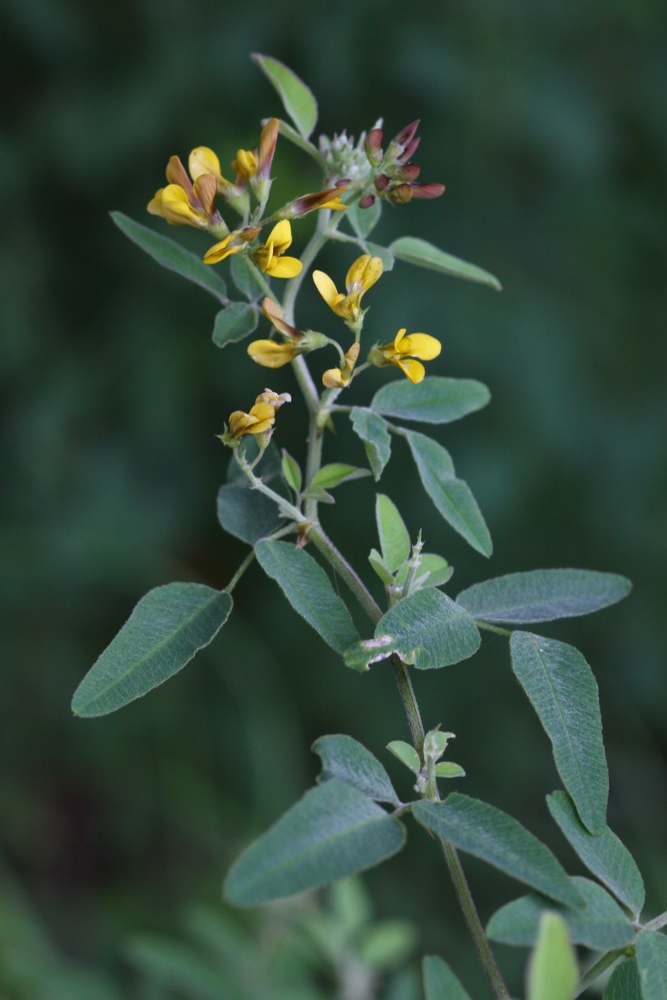 Image of Melilotoides schischkinii specimen.