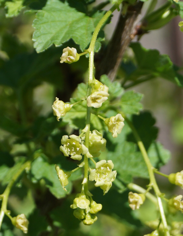 Изображение особи Ribes rubrum.