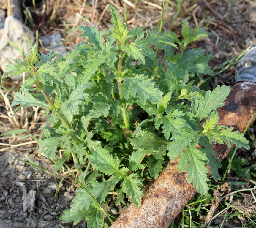 Image of Verbena officinalis specimen.