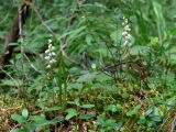 Goodyera repens
