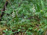 Goodyera repens. Соцветие с бутонами. Свердловская обл., окр. г. Североуральск, травяно-моховой сосняк с елью на известняках. 19.07.2009.