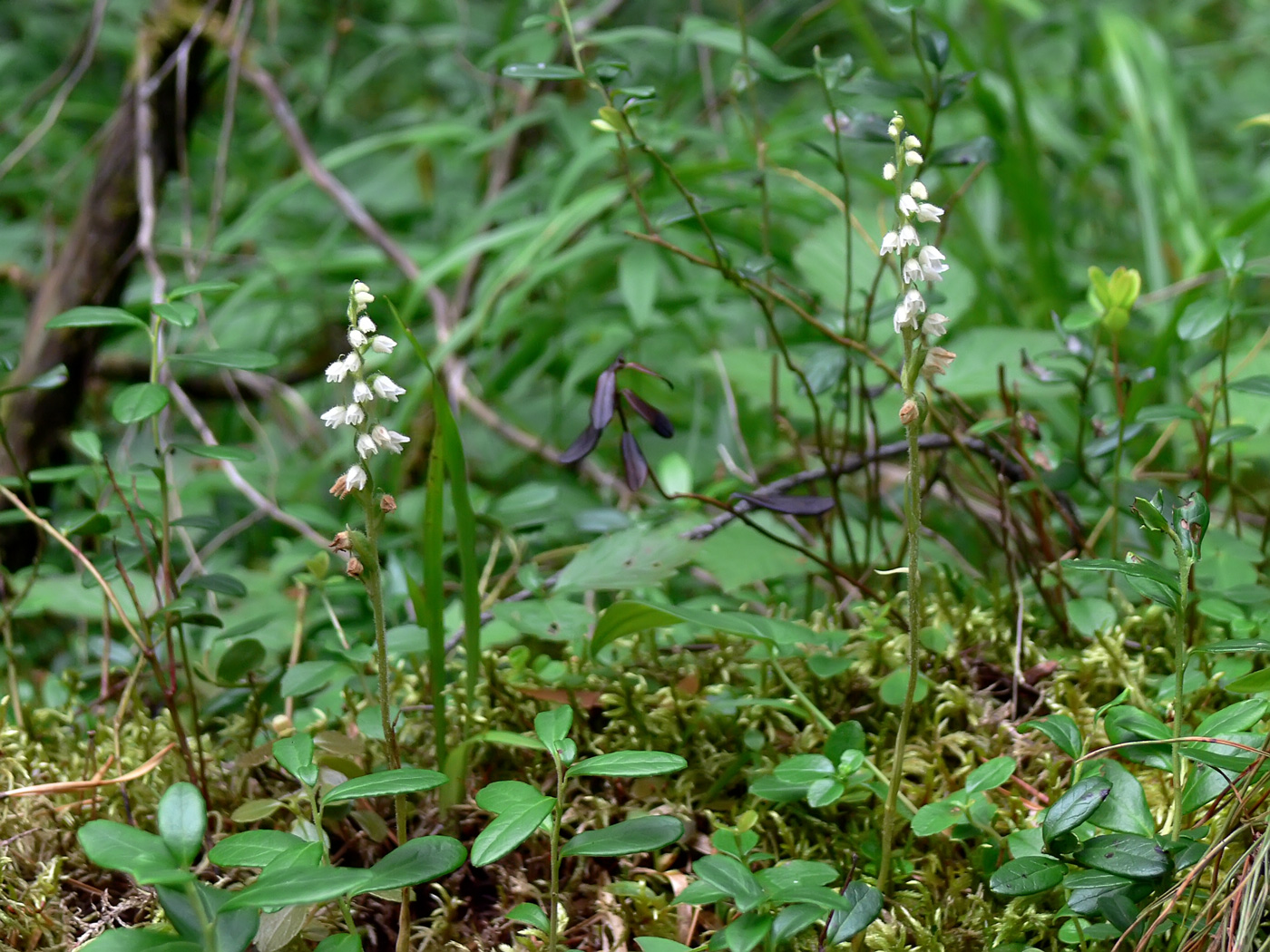 Изображение особи Goodyera repens.