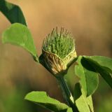 Trifolium pratense. Верхушка побега с нераскрывшимся соцветием. Костромская обл., Судиславский р-н, окр. дер. Антипино, поле. 26.09.2015.