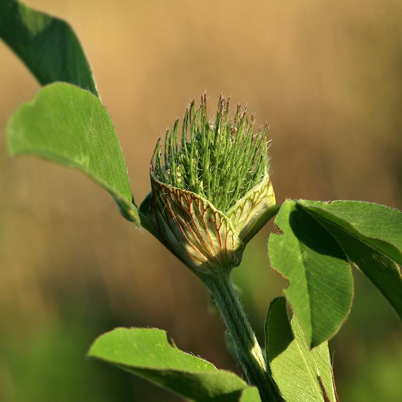 Изображение особи Trifolium pratense.