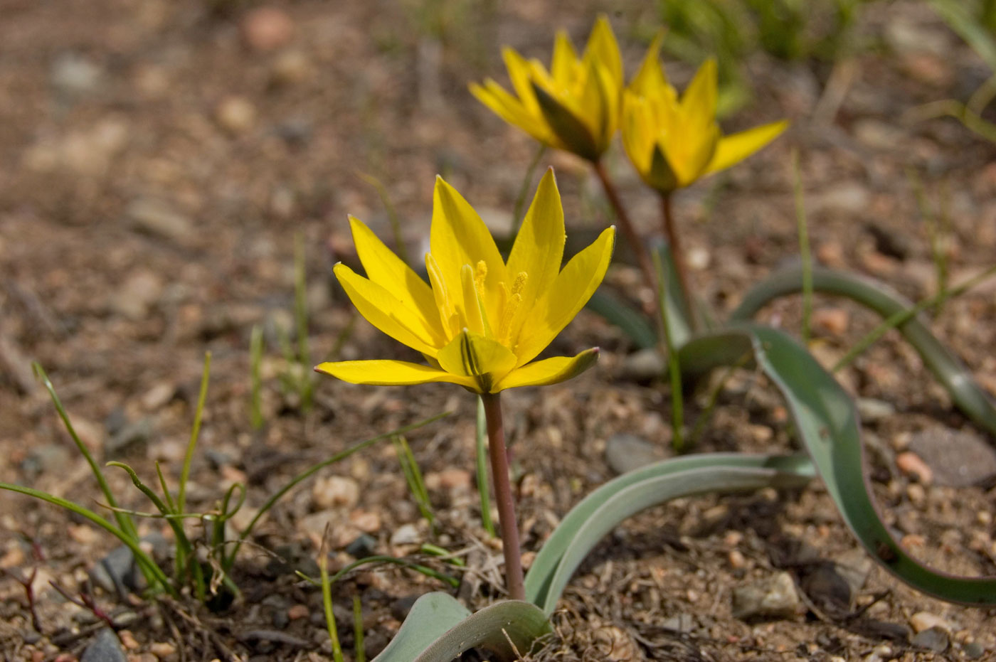 Image of Tulipa dasystemon specimen.