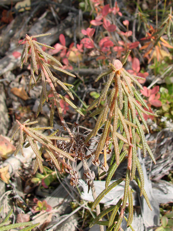 Image of Ledum palustre specimen.