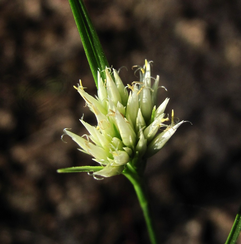 Изображение особи Rhynchospora alba.