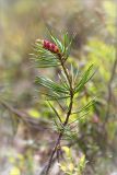 Pinus sylvestris. Верхушка молодого растения с микростробилами. Мурманская обл., Кандалакшский р-н, берег оз. Ориярви, смешанный лес. 18.06.2015.